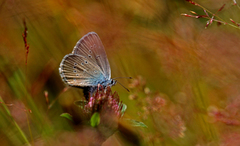 Mazarine Blue (Cyaniris semiargus)