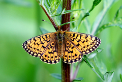 Small Pearl-bordered Fritillary (Boloria selene)