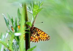 Small Pearl-bordered Fritillary (Boloria selene)