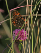 Dark Green Fritillary (Argynnis aglaja)