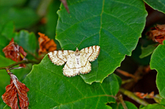 Brun buemåler (Macaria brunneata)