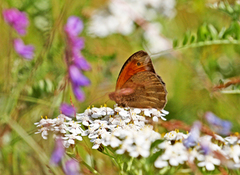 Meadow Brown (Maniola jurtina)
