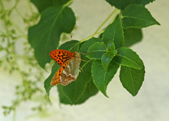 Keiserkåpe (Argynnis paphia)