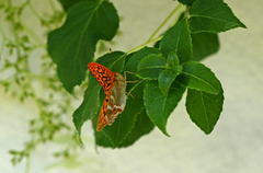 Keiserkåpe (Argynnis paphia)