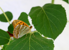 Keiserkåpe (Argynnis paphia)