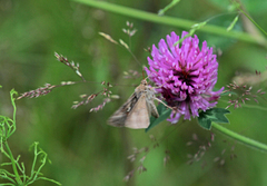 Gammafly (Autographa gamma)