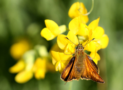 Large Skipper (Ochlodes sylvanus)