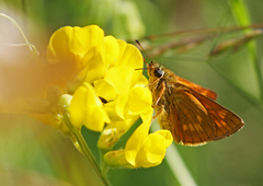 Large Skipper (Ochlodes sylvanus)