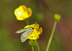Forester (Adscita statices)