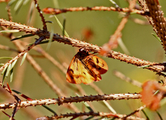 Clouded Buff (Diacrisia sannio)