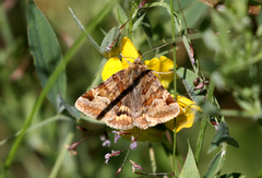 Brunt slåttefly (Euclidia glyphica)