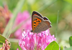 Ildgullvinge (Lycaena phlaeas)