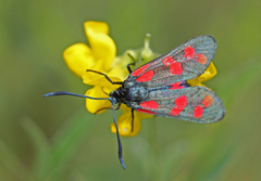 Seksflekket bloddråpesvermer (Zygaena filipendulae)