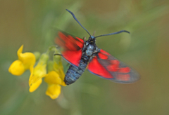 Six-spot Burnet (Zygaena filipendulae)