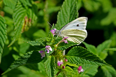Small White (Pieris rapae)