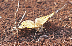 Painted Lady (Vanessa cardui)