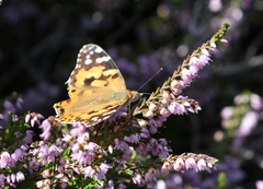Painted Lady (Vanessa cardui)