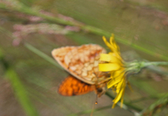 Lesser Marbled Fritillary (Brenthis ino)