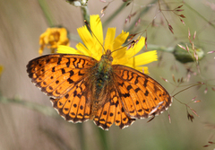 Lesser Marbled Fritillary (Brenthis ino)