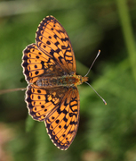 Lesser Marbled Fritillary (Brenthis ino)