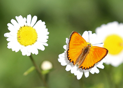 Scarce Copper (Lycaena virgaureae)