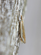 Grass-veneer (Crambus pascuella)
