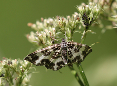 Argent & Sable (Rheumaptera hastata)