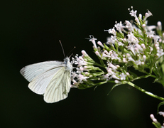 Rapssommerfugl (Pieris napi)