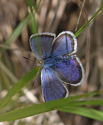 Argusblåvinge (Plebejus argus)