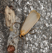 Buff Footman (Eilema depressa)
