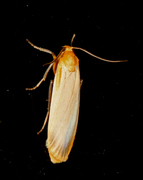 Buff Footman (Eilema depressa)