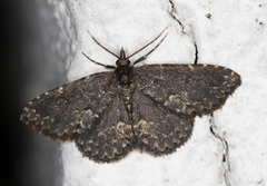 Kjukefly (Parascotia fuliginaria)