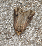Flame (Axylia putris)
