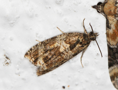 Thyme Marble (Celypha cespitana)