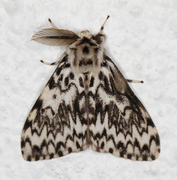 Barskognonne (Lymantria monacha)