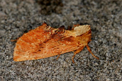 Coxcomb Prominent (Ptilodon capucina)