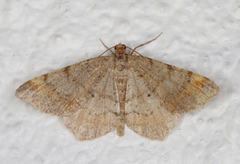 Tawny-barred Angle (Macaria liturata)