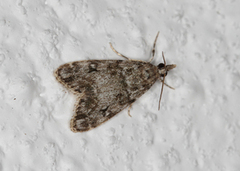 Skogmosemott (Eudonia lacustrata)