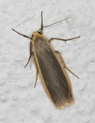 Common Footman (Eilema lurideola)