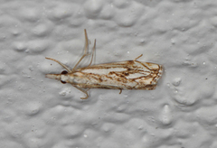 Chequered Grass-veneer (Catoptria falsella)