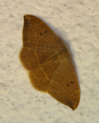Oak Hook-tip (Watsonalla binaria)