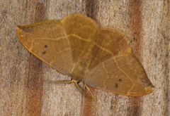 Oak Hook-tip (Watsonalla binaria)