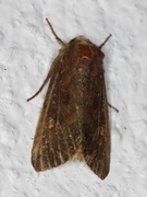 Bright-line Brown-eye (Lacanobia oleracea)