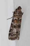 Grankonglesmalmott (Dioryctria abietella)