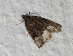 Marbled White Spot (Deltote pygarga)