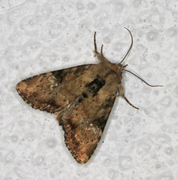 Praktengfly (Apamea scolopacina)