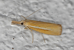 Pale-streak Grass-veneer (Agriphila selasella)