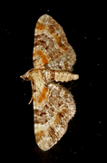 Revebjelledvergmåler (Eupithecia pulchellata)