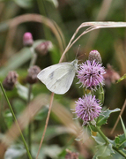 Liten kålsommerfugl (Pieris rapae)