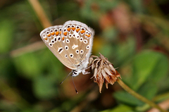 Common Blue (Polyommatus icarus)